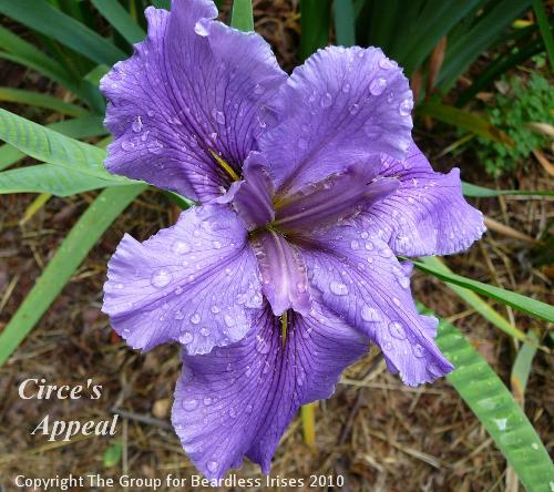 Circe's Appeal (1)